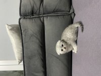 SCOTTİSH FOLD YAVRU KEDİLERİMİZ