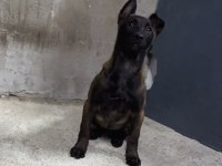 Dişi Belçika Kurdu Köpeği