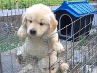 Şeker Gibi Golden Retriever Bebekler