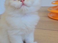 Yumuşacık British Longhair Bebeklerim