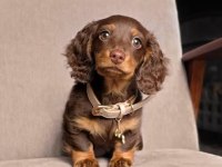 Nadir Çikolata-Tan! İpeksi Kürk Uzun Tüylü Dachshund