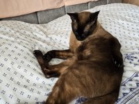 ERKEK SİYAM KEDİME EŞ ARIYORUM