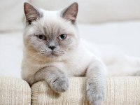 Çok uysal bütün aşıları yapılmış british shorthair