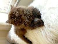 British longhair cinnamon
