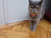 British shorthair kızımızı sahiplendirmek istiyoruz