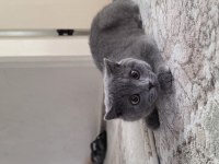 28 şubat doğumlu british shorthair