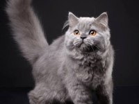 british longhair küçük yavrularımız