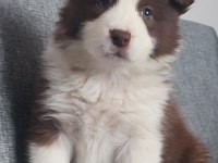 Sağlıklı safkan border collie yavru köpekler