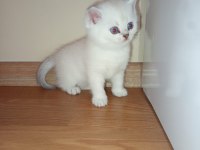 Golden point dişi ve erkek british shorthair kardeşler