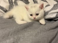 Son yavru british shorthair