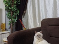 British shorthair kızımız şekeri sahiplendirmek istiyoruz