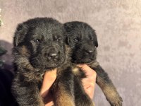 Ruhsatlı çiftlikten A kalite alman çoban köpeği