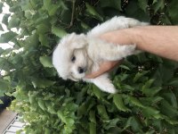 Son Kalan Birinci Sınıf Maltese Terrier Yavrumuz