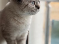 1 yaşında erkek british shorthair