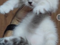 British shorthair kedisi