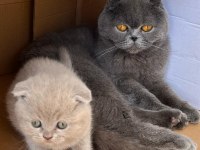 Scottish fold yavru kedimiz