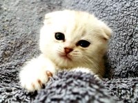 Scottish Fold Silver Bebekler