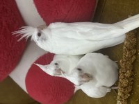 Sultan papağanı albino