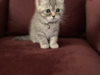 1,5 aylık 1 erkek ve 1 dişi british shorthair yavru