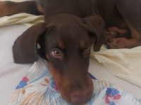 Nadir Bulunan Kızıl Kahve Yavru Doberman Kızımız