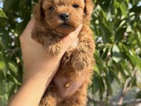 Toy Poodle Köpeğimiz