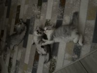 Munchkin yavru