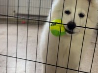SAFKAN SAMOYED