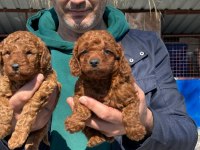 Toy poodle yavrularımız ırk garantilidir