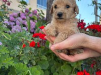 Maltipoo Miniklerimiz