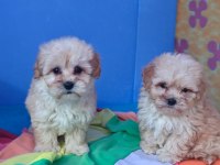 İNANILMAZ GÜZELLİKTE MALTİPOO YAVRULAR