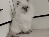 Dişi ve erkek british longhair mevcuttur