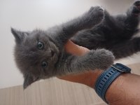 Orjinal top kafa british shorthair yavrularımız
