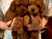 Muhteşem toy poodle