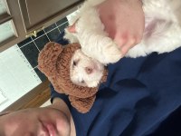3 AYLIK MALTİPOO OĞLUMUZ SAHİBİNİ BEKLİYOR