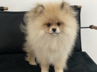 Show kalite tea cup pomeranian yavrularımız