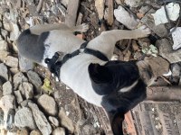 French Bulldog Köpeğimiz 1 Yaşında