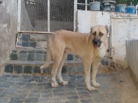 Türk çoban köpeği 2 yaşında Kangal köpeği