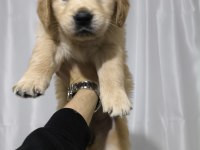 43 günlük golden retriever