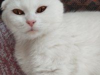 British blue point ve yavrusu scottish fold