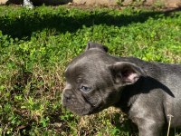 renkli french bulldog