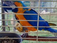 Ara Macaw Papağanımız