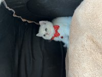 Orjinal British Shorthair Yavrumuz