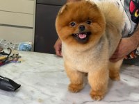 15 aylık kusursuz erkek teddy bear surat pomeranian