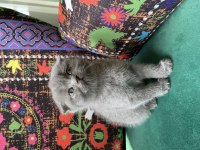 Kırık kulak ayı kafa yavru scottish fold