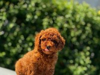 Toy poodle teacup baby yavrular