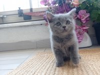 British Shorthair Yavrular