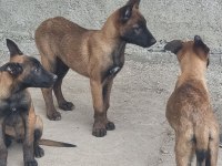 Anne altından rezerve belçika kurdu yavrular