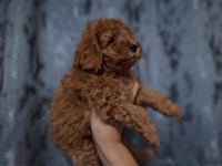 Toy poodle cinsi orjinal köpeğimiz