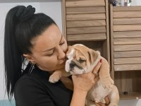 %100 IRK GARANTİLİ İNGİLİZ BULLDOG YAVRULAR