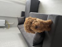7 aylık toy poodle yavru